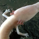 An olm.